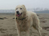 shepherd dog